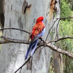 Platycercus elegans at Bruce, ACT - 27 Oct 2022