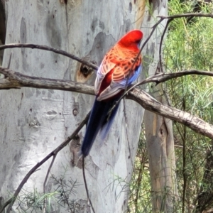 Platycercus elegans at Bruce, ACT - 27 Oct 2022