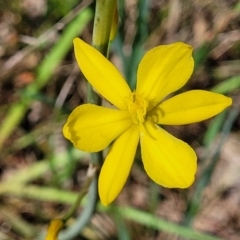 Bulbine bulbosa (Golden Lily) at Flea Bog Flat, Bruce - 27 Oct 2022 by trevorpreston