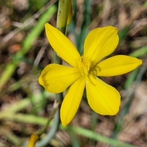 Bulbine bulbosa at Bruce, ACT - 27 Oct 2022