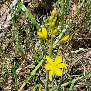 Bulbine bulbosa at Bruce, ACT - 27 Oct 2022