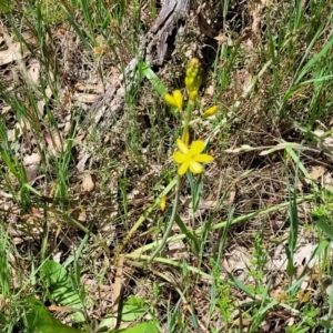 Bulbine bulbosa at Bruce, ACT - 27 Oct 2022