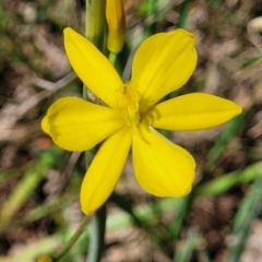 Bulbine bulbosa at Bruce, ACT - 27 Oct 2022