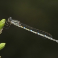 Austrolestes leda (Wandering Ringtail) at Tidbinbilla Nature Reserve - 25 Oct 2022 by JohnBundock