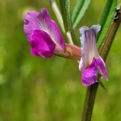 Vicia sativa (Common Vetch) at Bruce, ACT - 27 Oct 2022 by trevorpreston