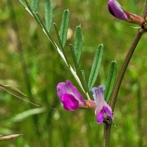 Vicia sativa at Bruce, ACT - 27 Oct 2022