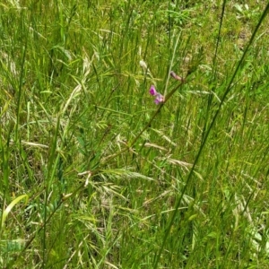 Vicia sativa at Bruce, ACT - 27 Oct 2022 12:32 PM