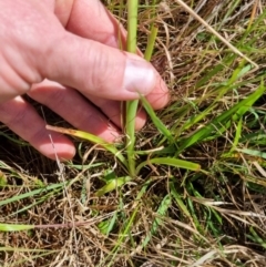 Diuris amabilis (Large Golden Moth) at Lade Vale, NSW - 27 Oct 2022 by mainsprite