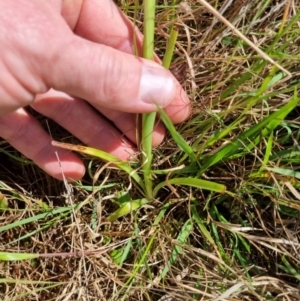 Diuris amabilis at Lade Vale, NSW - suppressed