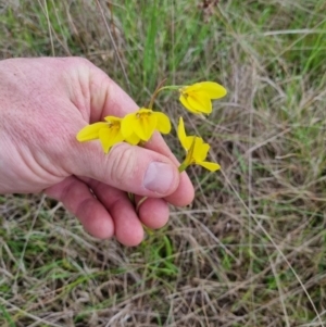 Diuris amabilis at Lade Vale, NSW - 27 Oct 2022