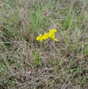 Diuris amabilis at Lade Vale, NSW - suppressed