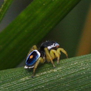 Maratus hesperus at Murrumbateman, NSW - 27 Oct 2022