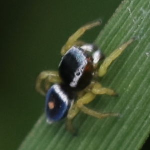 Maratus hesperus at Murrumbateman, NSW - 27 Oct 2022