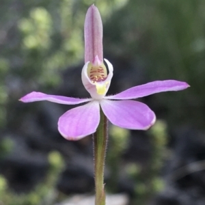 Caladenia carnea at Wamboin, NSW - 8 Oct 2021