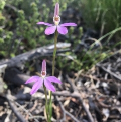 Caladenia carnea at Wamboin, NSW - suppressed