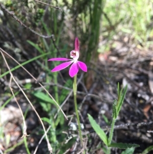 Caladenia carnea at Wamboin, NSW - suppressed