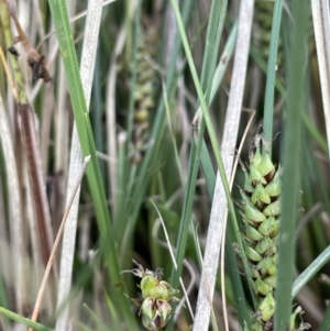 Carex bichenoviana at Lake George, NSW - 27 Oct 2022 02:33 PM