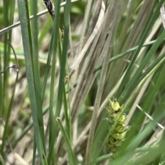 Carex bichenoviana at Lake George, NSW - 27 Oct 2022 02:33 PM