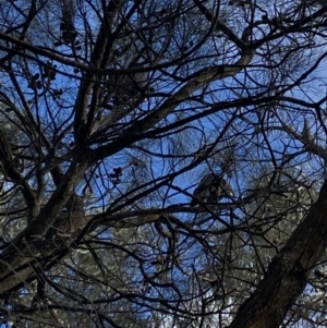 Calyptorhynchus lathami lathami at Hackett, ACT - suppressed