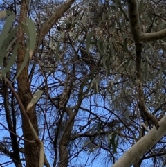 Calyptorhynchus lathami lathami at Hackett, ACT - suppressed