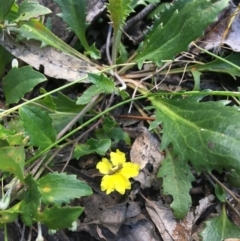 Goodenia hederacea subsp. hederacea (Ivy Goodenia, Forest Goodenia) at Wamboin, NSW - 4 Dec 2021 by Devesons