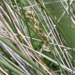 Carex tereticaulis (Poongort) at Lake George, NSW - 27 Oct 2022 by JaneR