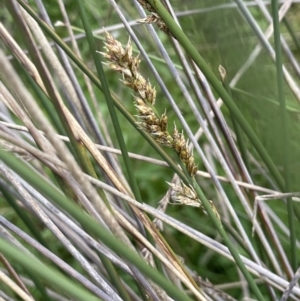 Carex tereticaulis at Lake George, NSW - 27 Oct 2022 02:23 PM