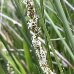 Carex tereticaulis at Lake George, NSW - 27 Oct 2022