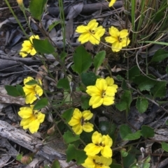 Goodenia hederacea subsp. hederacea (Ivy Goodenia, Forest Goodenia) at Wamboin, NSW - 4 Dec 2021 by Devesons