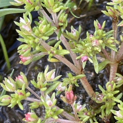 Crassula decumbens var. decumbens (A Stonecrop) at Lake George, NSW - 27 Oct 2022 by JaneR