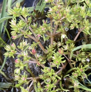 Crassula decumbens var. decumbens at Lake George, NSW - 27 Oct 2022