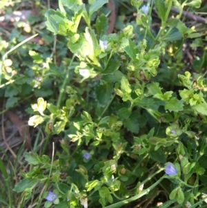 Veronica calycina at Wamboin, NSW - 26 Oct 2021 04:30 PM