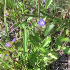 Veronica calycina at Wamboin, NSW - 26 Oct 2021 04:30 PM