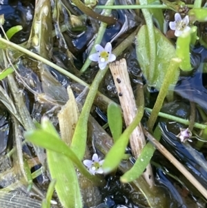 Glossostigma elatinoides at Lake George, NSW - 27 Oct 2022 02:13 PM