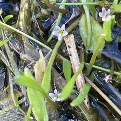 Glossostigma elatinoides (Small Mud-mat) at Lake George, NSW - 27 Oct 2022 by JaneR