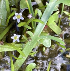 Glossostigma elatinoides at Lake George, NSW - 27 Oct 2022 02:13 PM