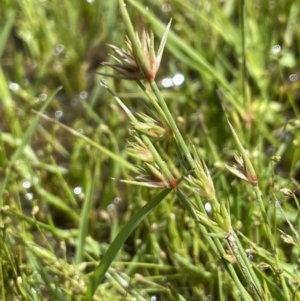 Juncus capitatus at Lake George, NSW - 27 Oct 2022