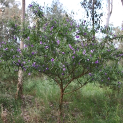 Solanum linearifolium (Kangaroo Apple) at Hughes, ACT - 26 Oct 2022 by LisaH