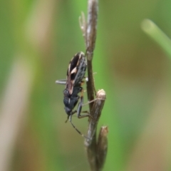 Dieuches sp. (genus) (Black and White Seed Bug) at Hughes, ACT - 23 Oct 2022 by LisaH