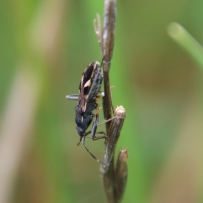 Dieuches maculicollis (Black-and-white seed bug) at Hughes, ACT - 23 Oct 2022 by LisaH