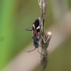 Dieuches sp. (genus) at Hughes, ACT - 23 Oct 2022