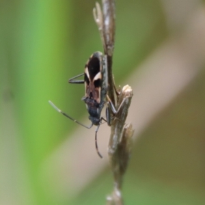 Dieuches sp. (genus) at Hughes, ACT - 23 Oct 2022