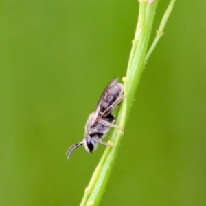 Lasioglossum (Chilalictus) lanarium at Hughes, ACT - 23 Oct 2022 03:43 PM