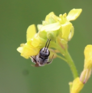 Lasioglossum (Chilalictus) lanarium at Hughes, ACT - 23 Oct 2022 03:43 PM