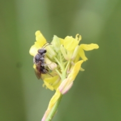 Lasioglossum (Chilalictus) lanarium at Hughes, ACT - 23 Oct 2022 03:43 PM