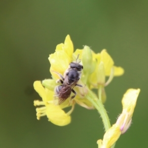 Lasioglossum (Chilalictus) lanarium at Hughes, ACT - 23 Oct 2022 03:43 PM