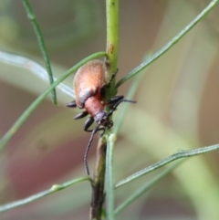 Ecnolagria grandis (Honeybrown beetle) at Hughes, ACT - 23 Oct 2022 by LisaH