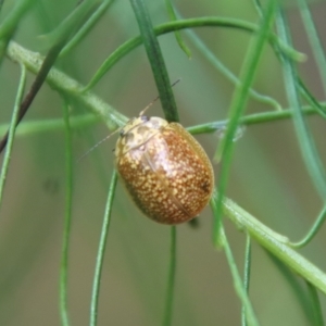 Paropsisterna cloelia at Hughes, ACT - 23 Oct 2022 11:47 AM