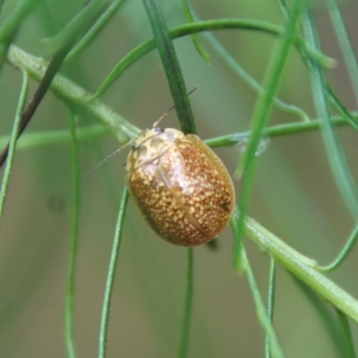 Paropsisterna cloelia (Eucalyptus variegated beetle) at Hughes, ACT - 23 Oct 2022 by LisaH