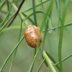 Paropsisterna cloelia at Hughes, ACT - 23 Oct 2022 11:47 AM